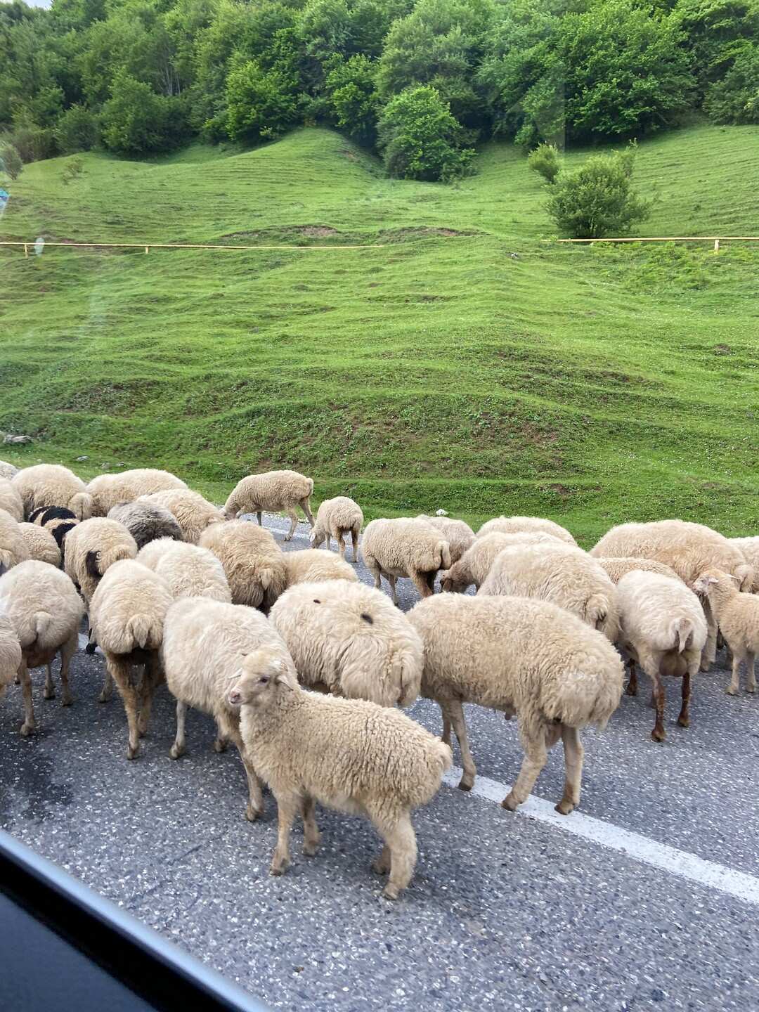 Чечня! История и Величие Кавказа. Из Владикавказа (25/51)