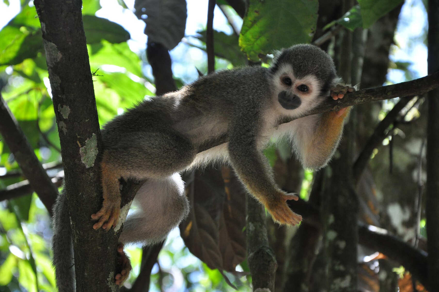 4-дневный опыт работы в Amazon Safari (5/7)