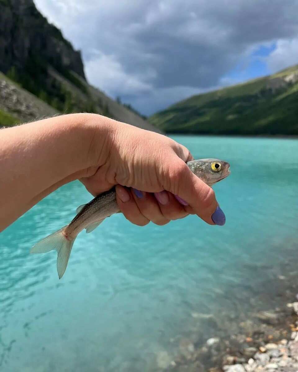 Треккинг к Шавлинским озерам c конным сопровождением (56/88)