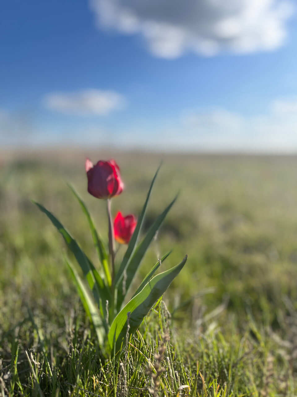 Эльтон и Баскунчак соленая пустошь (26/50)