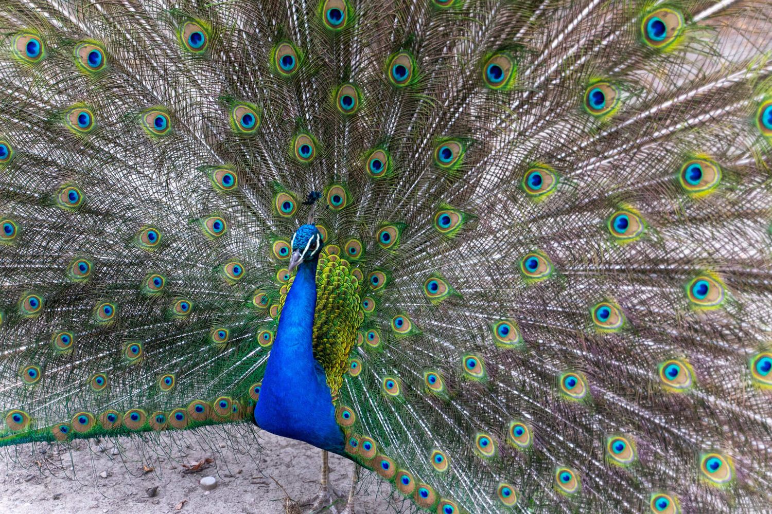 Северная Осетия и Кабардино-Балкария (61/91)