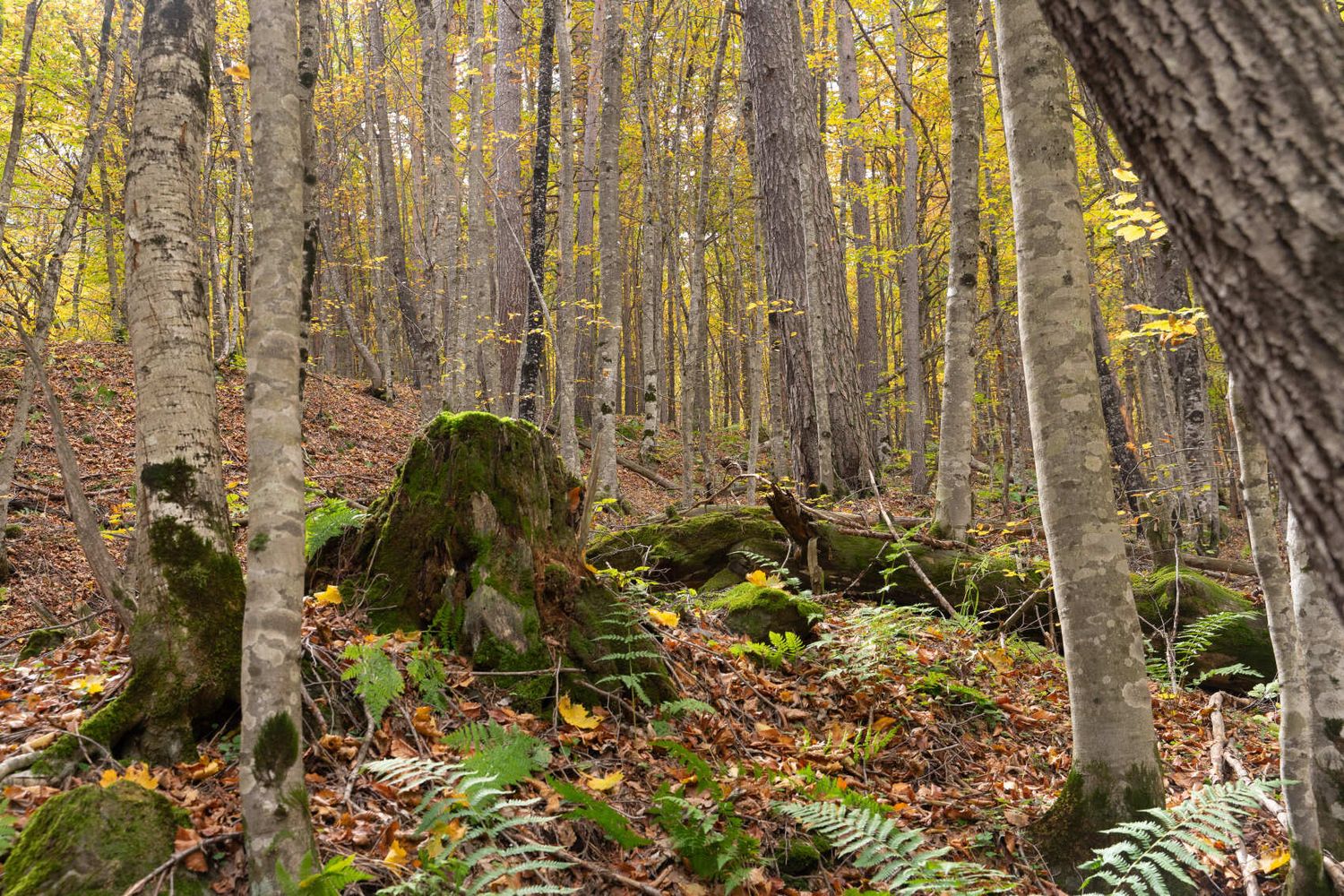 Северная Осетия и Кабардино-Балкария (27/91)