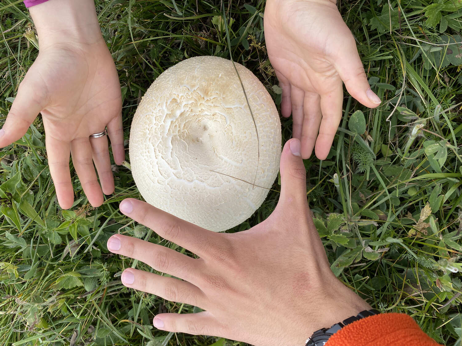 Пешая экскурсия по Дилижанскому национальному парку (7/20)