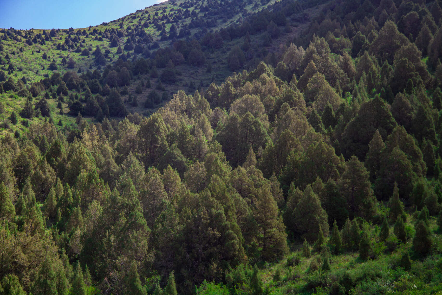 В сердце природы и пикник с видом на вершины (4/8)
