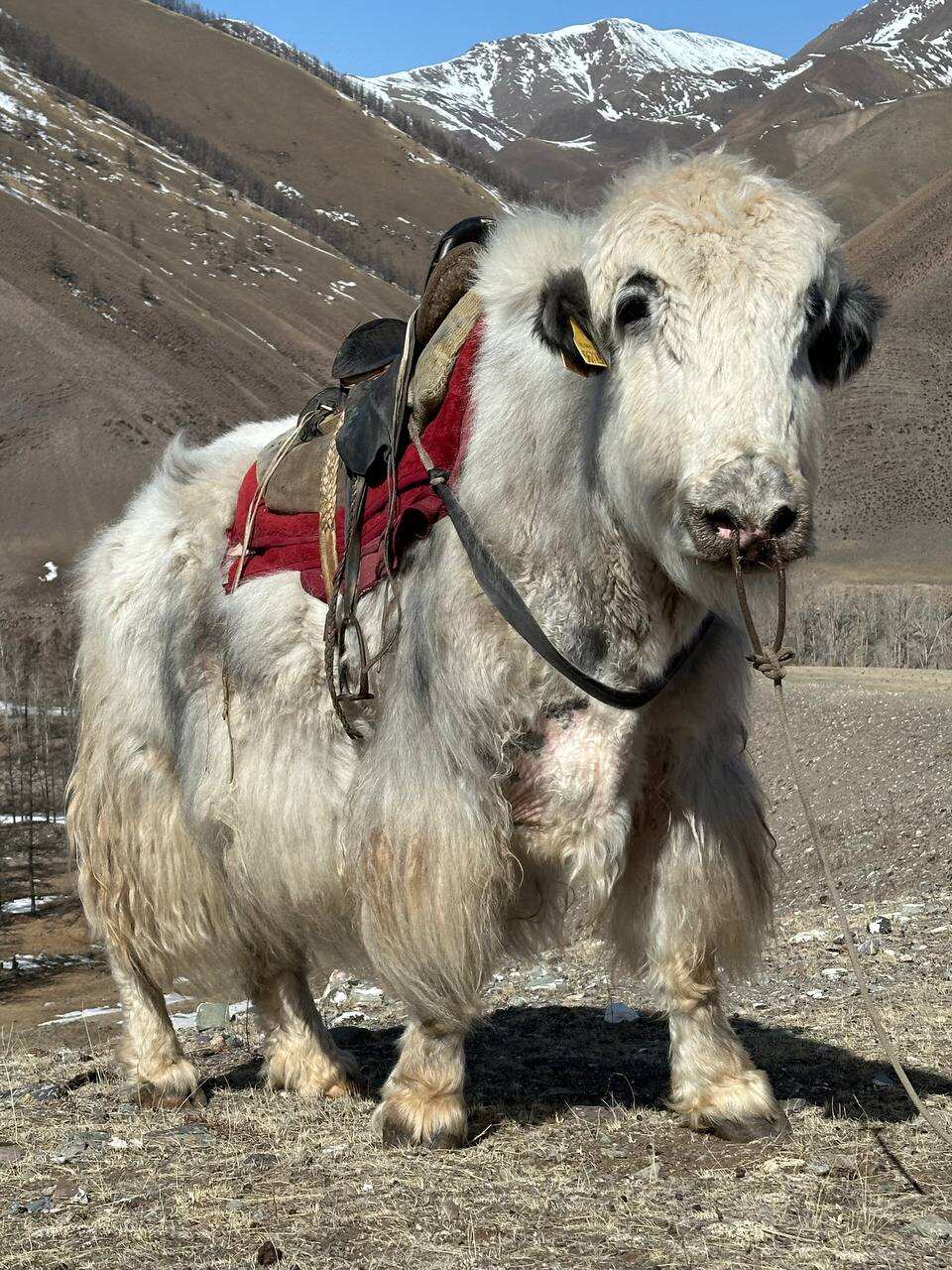 Серебряные Горы (11/27)