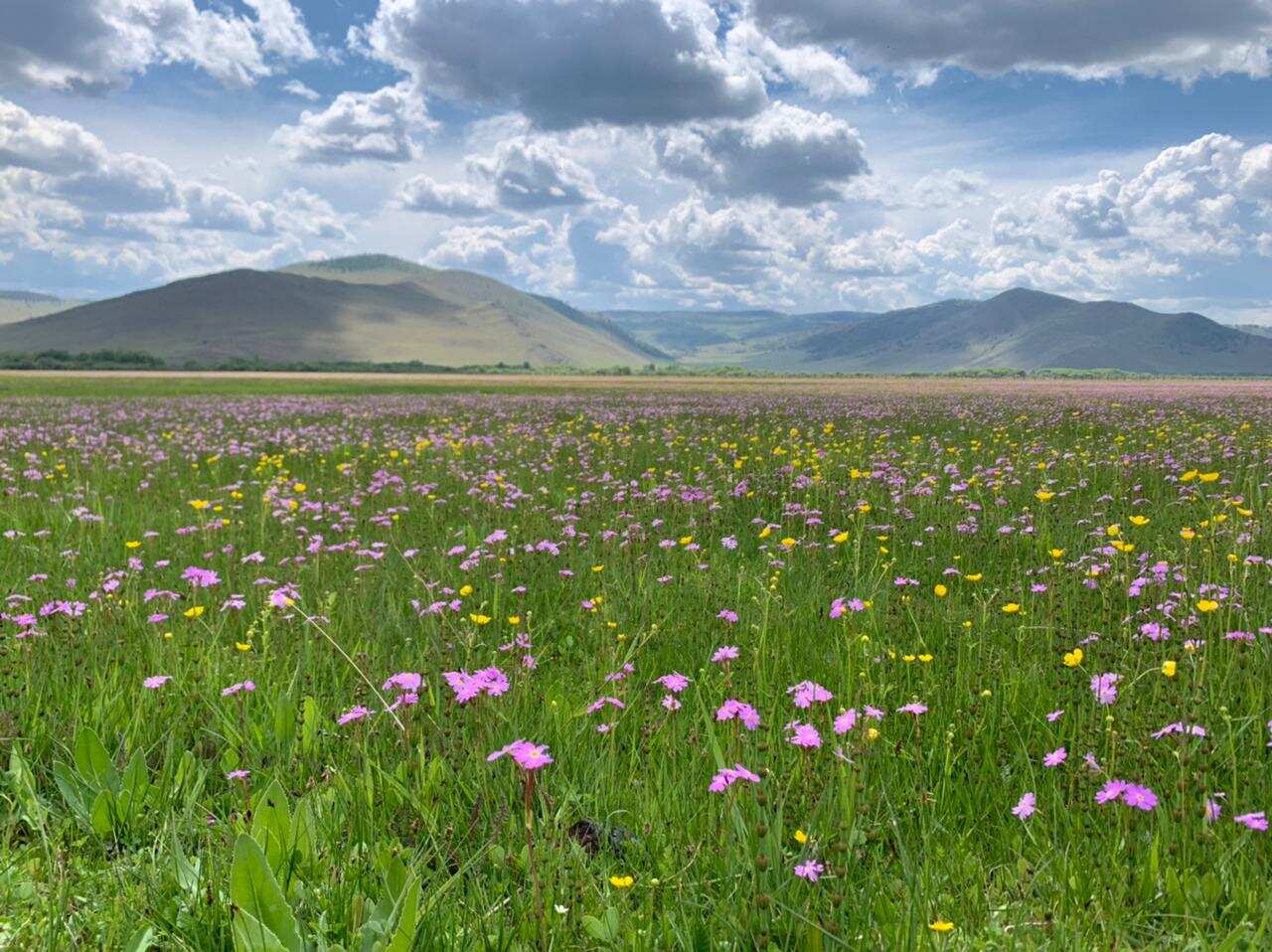 Авторская программа Магия Цветение Багульника На Байкале. Суперкомфорт. (33/72)