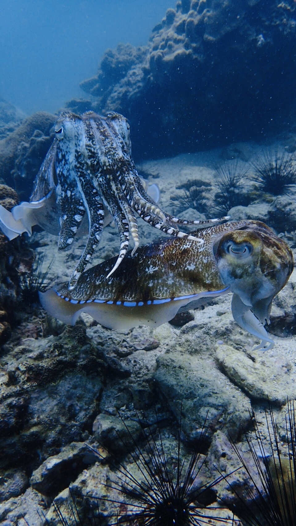 Дайвинг с индивидуальным инструктором. Для Новичков и профессионалов (31/50)