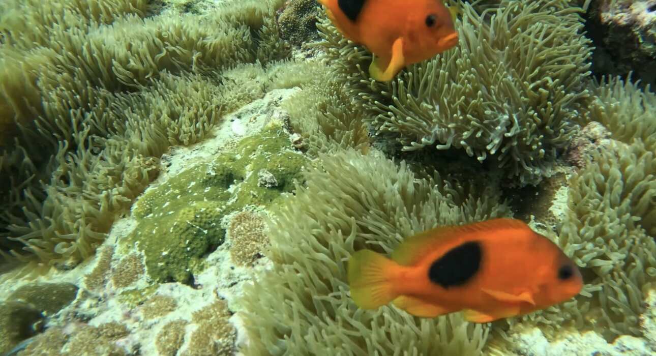 Путешествие на необитаемые острова архипелага Phi Phi. Сноркелинг с черепахами (22/41)