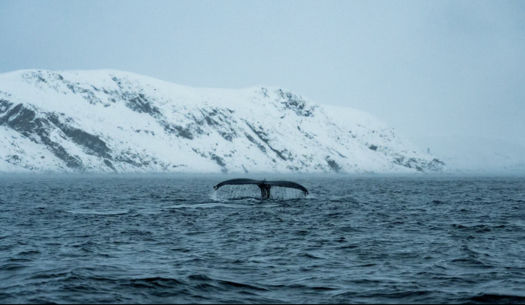Морская прогулка в Териберке