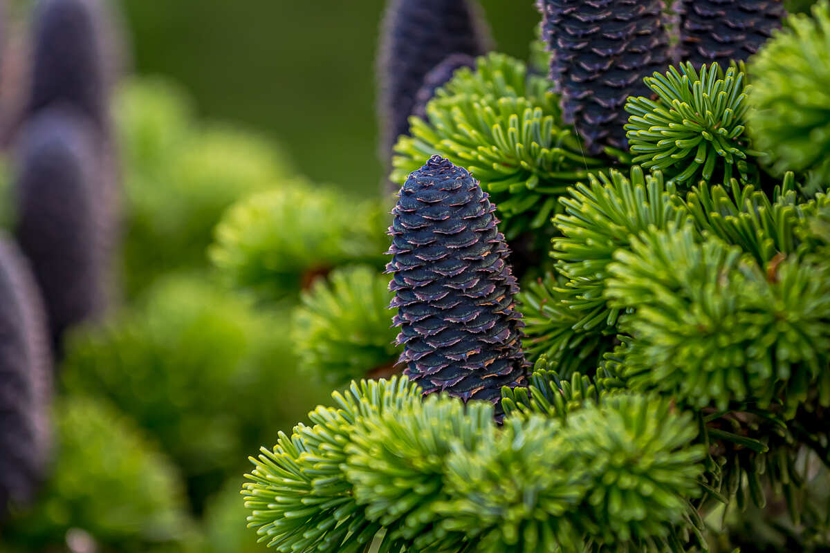 Весь Шикотан. Путешествие на другую планету (6/140)