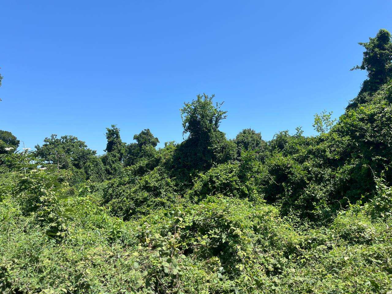 Самурский лес (3/8)