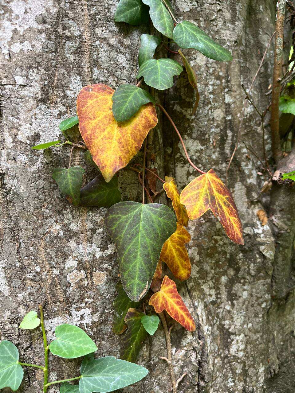 Самурский лес (4/8)