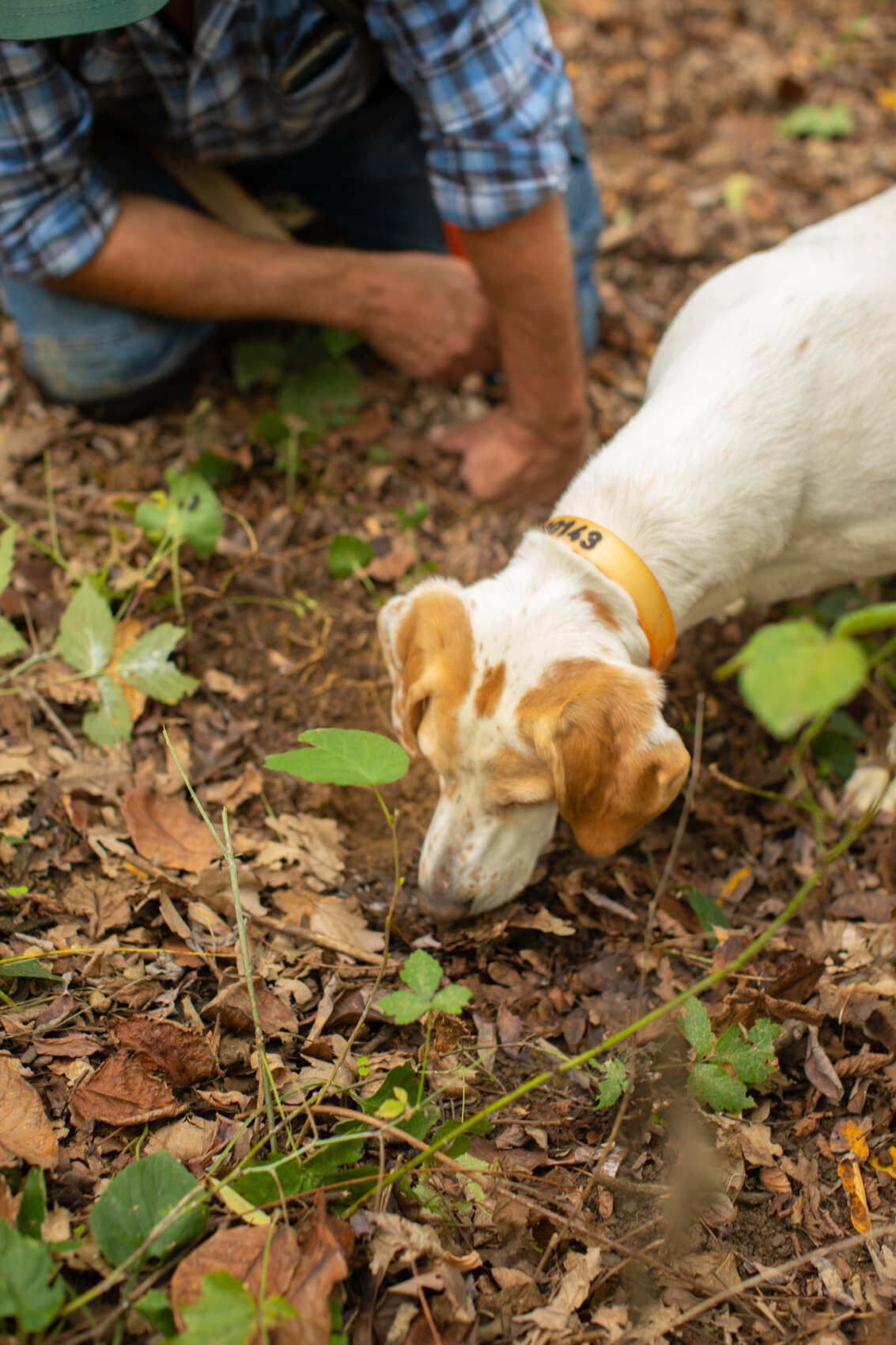 Семейное путешествие с охотой на трюфель в Пьемонте, Италия (2/15)