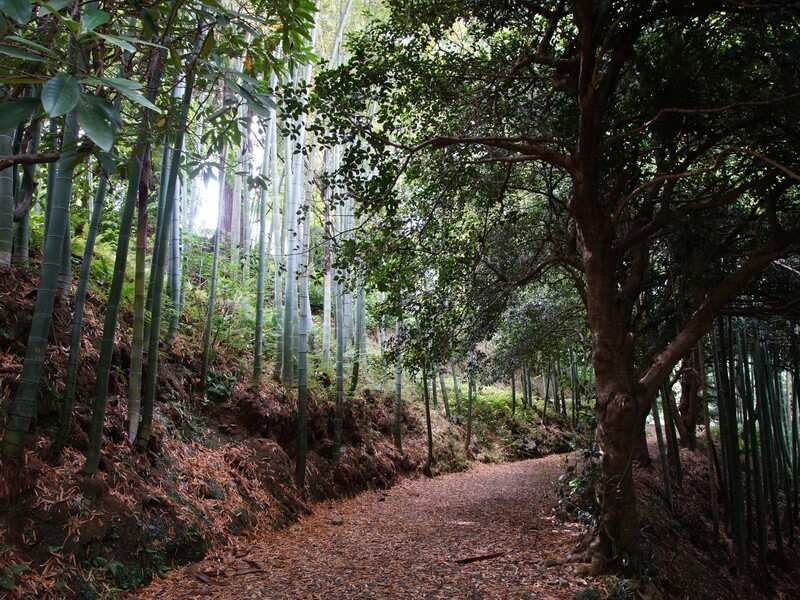 Индивидуальная Экскурсия в крепость Гонио и Батумский Ботанический сад (3/7)