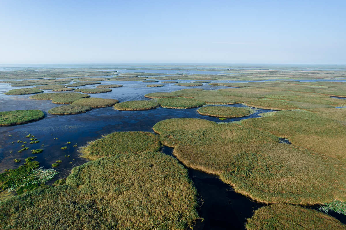 Цветение Лотосов В Дельте Волги (3/21)