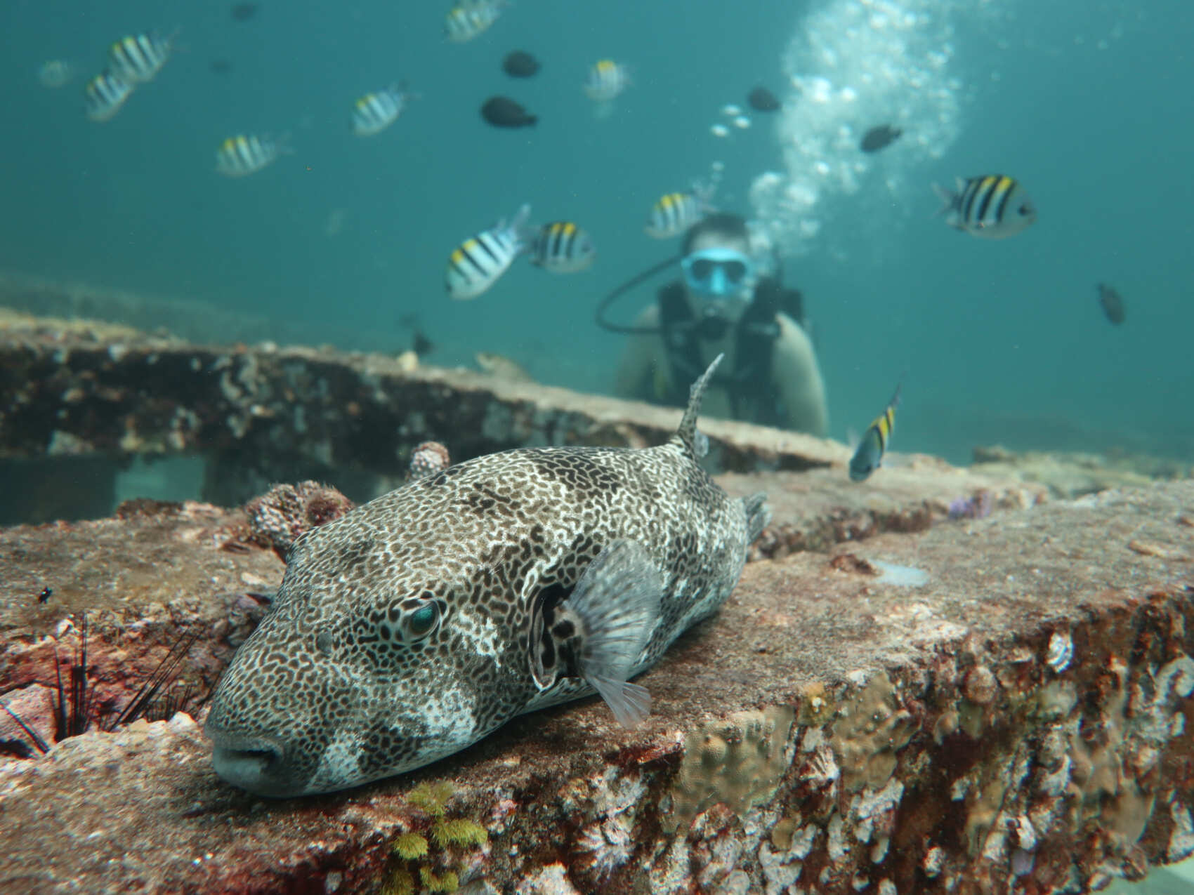 Дайвинг с индивидуальным инструктором. Для Новичков и профессионалов (49/50)