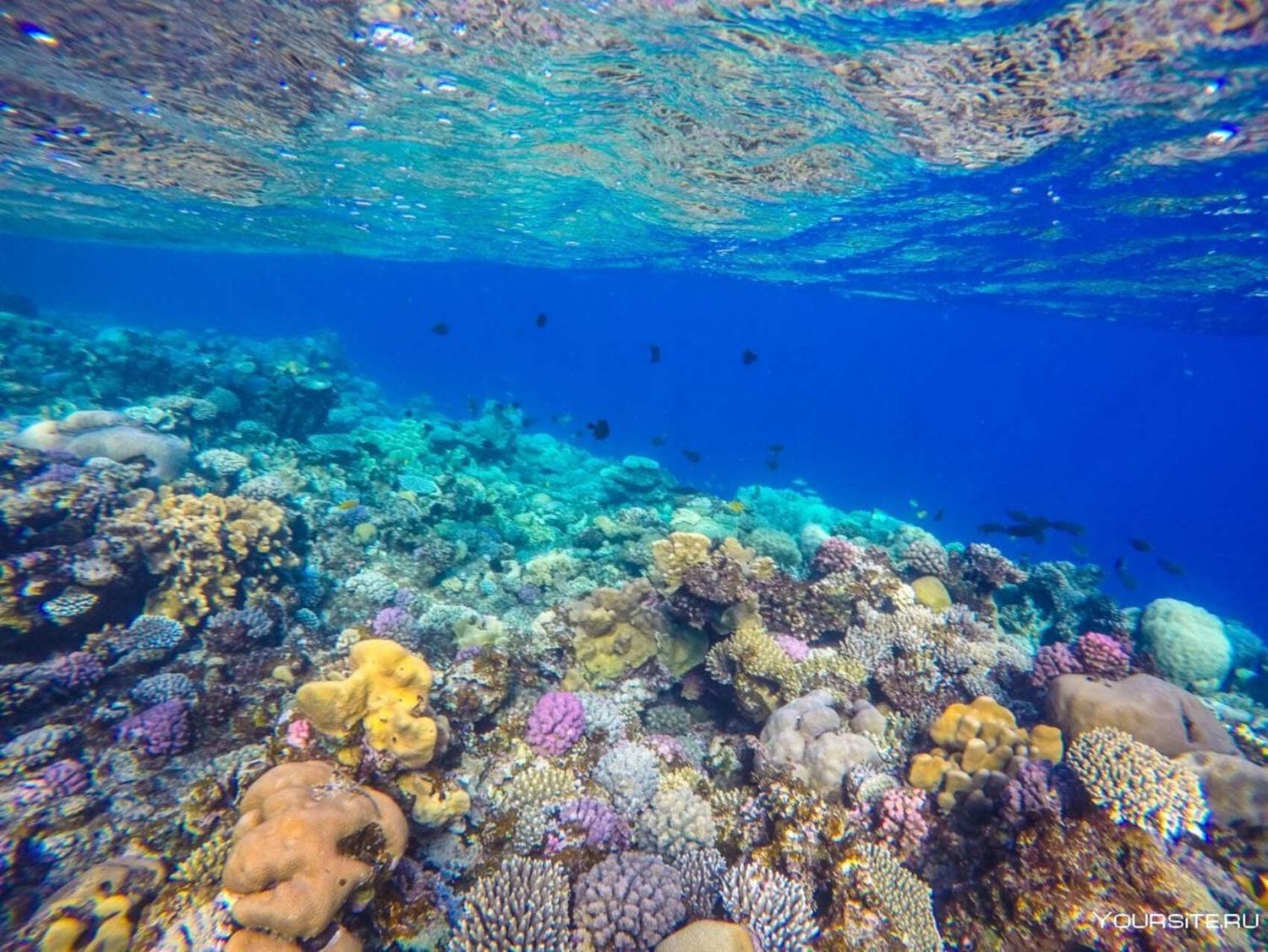 Индивидуальный тур в заповедник Рас-Мохаммед (с обедом из морепродукто (10/17)