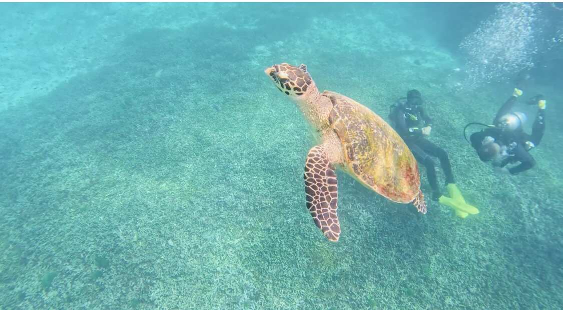 Путешествие на необитаемые острова архипелага Phi Phi. Сноркелинг с черепахами (9/41)
