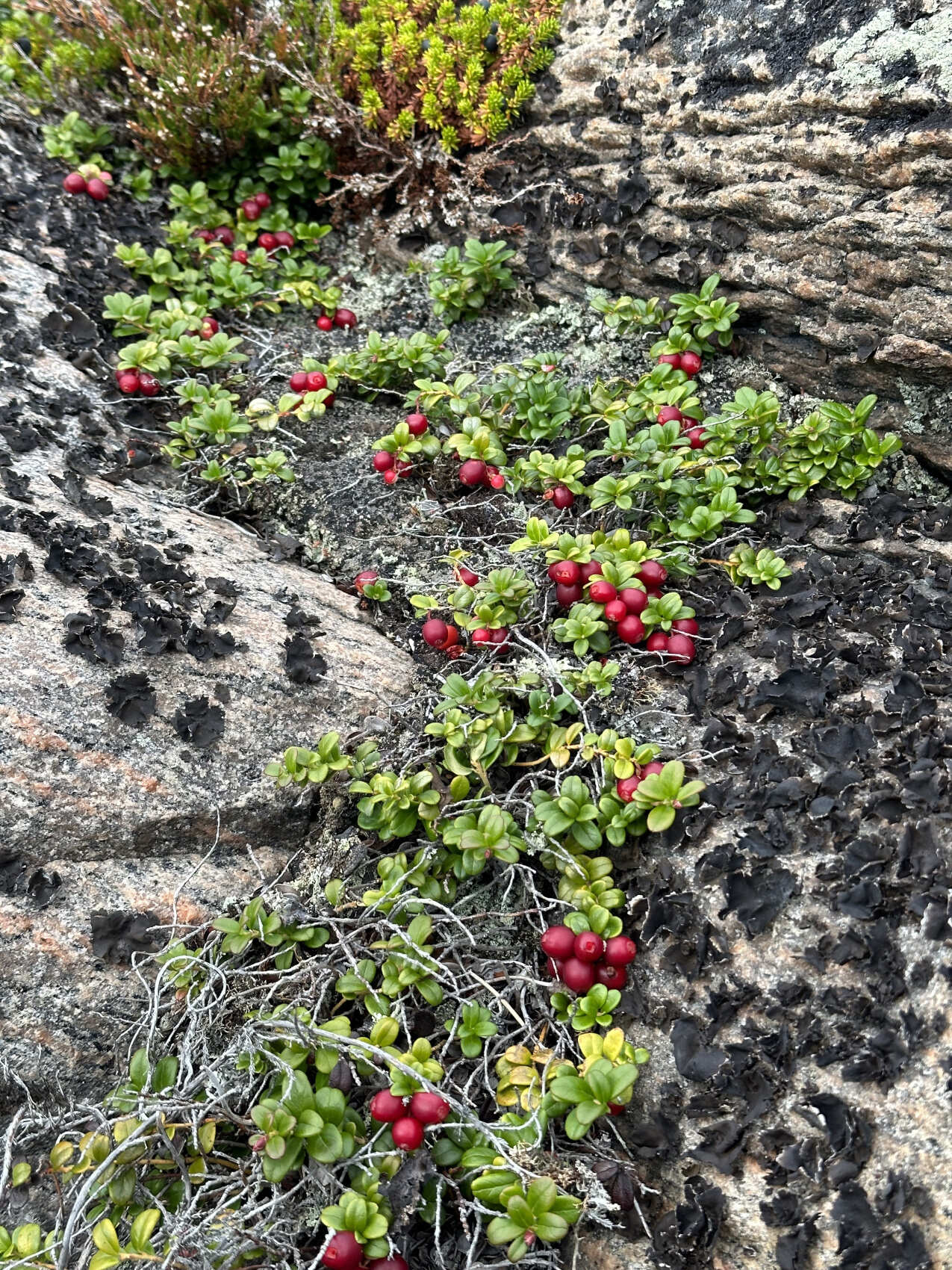 Тайны Белого моря. Архипелаг Кузова (13/39)