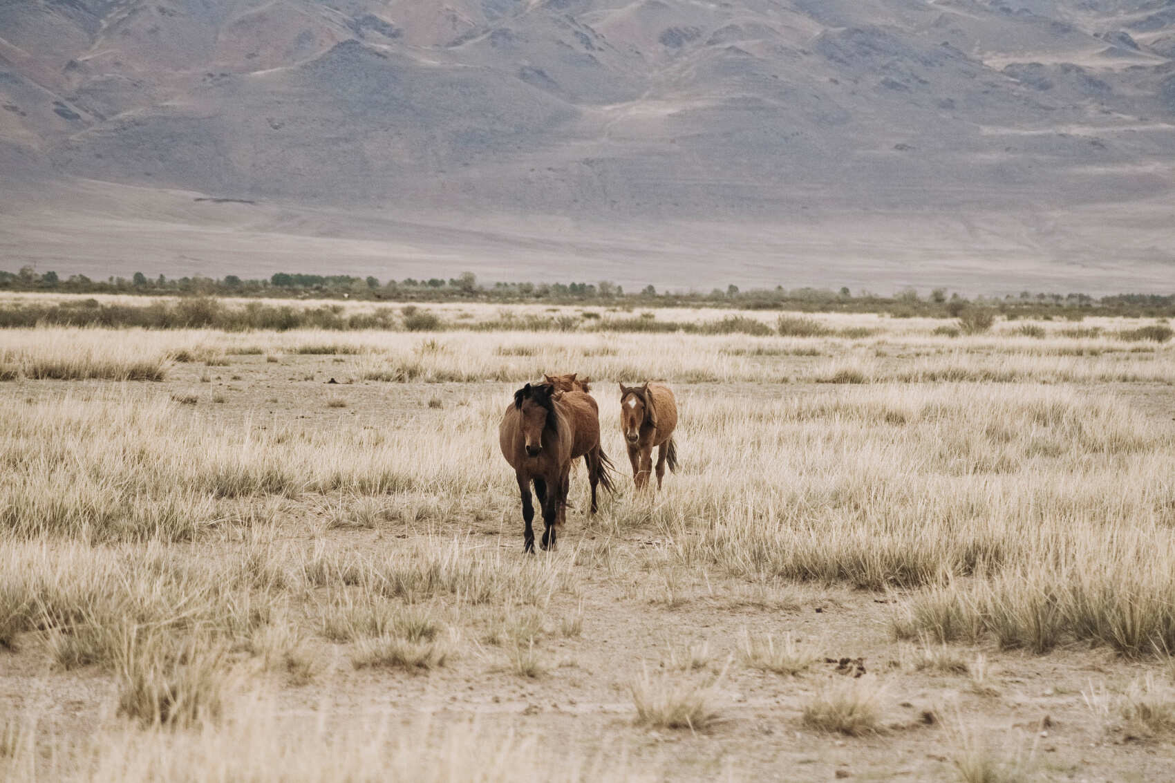 Актив-тур +: конные прогулки, сплав, трекинг, Чуйский тракт! (25/43)