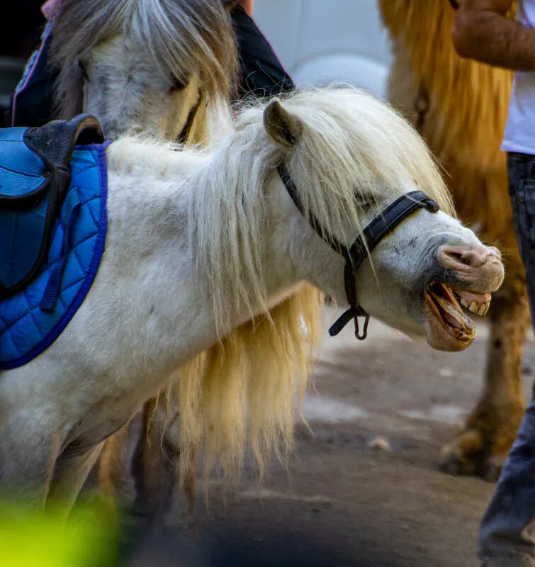 Северная Осетия и Кабардино-Балкария,Ингушетия Акция (24/85)