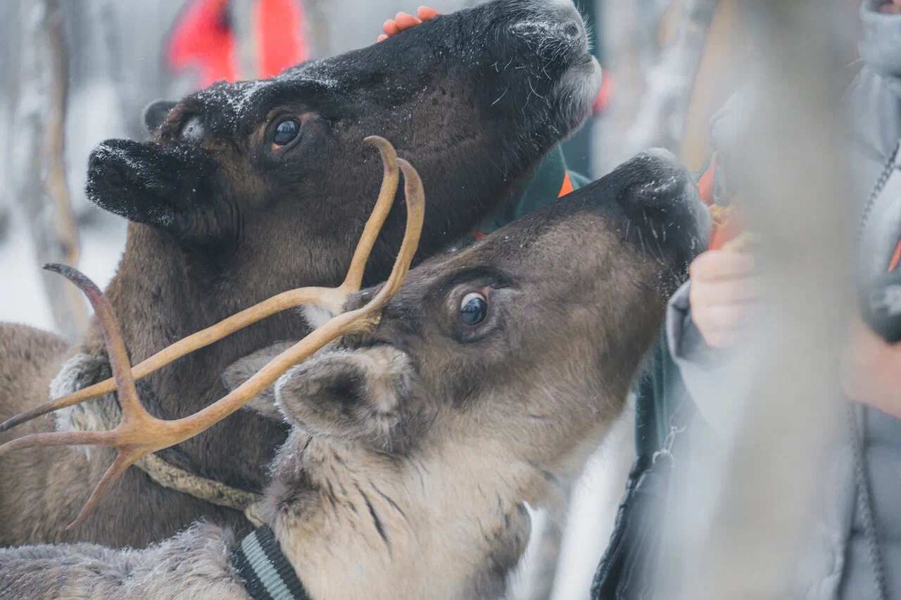 Сияние Севера. Полное погружение (5/13)