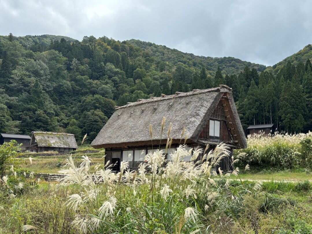 Навстречу гейшам и самураям. Япония на цветение и фестиваль 2026 (26/64)