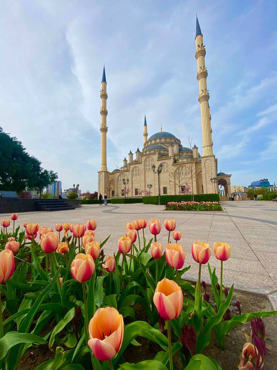 Цветение в Чечне. Сакура, магнолия, маки! (15/29)