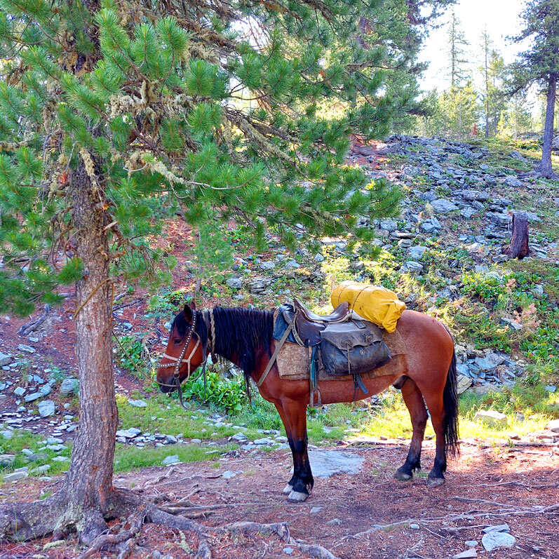 Поход на Алтай. Гора Белуха и Кучерлинские озера. Без рюкзаков. (23/68)
