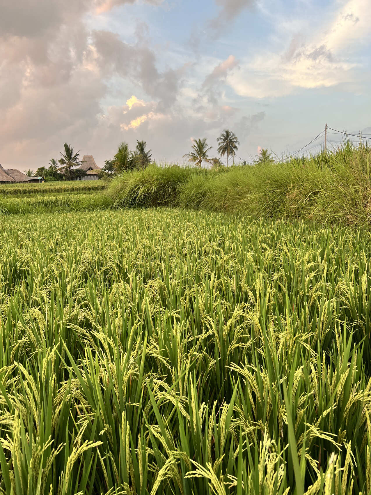 Фото-девичник на Бали за 10 дней (99/167)
