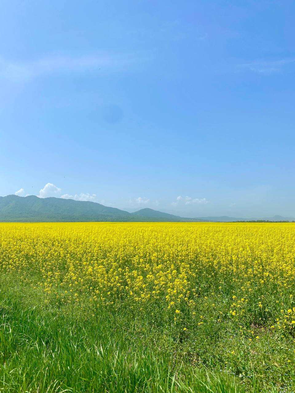 Цветение в Чечне. Сакура, магнолия, маки! (5/29)