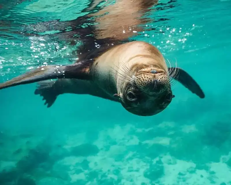 7-дневная экспедиция на Галапагосские острова: Сан-Кристобаль и остров Санта-Круз (7/8)