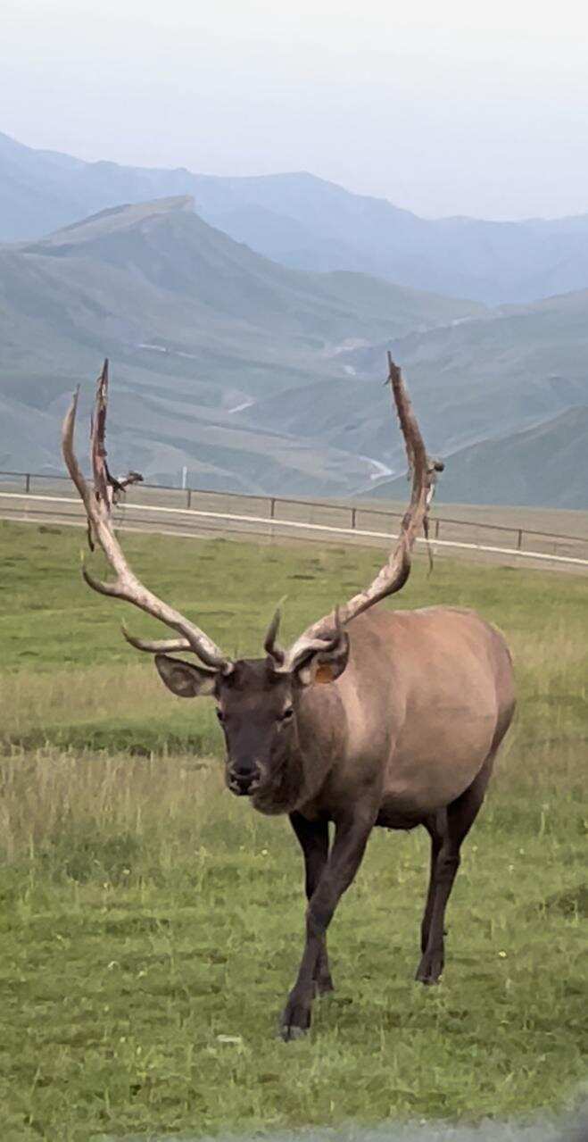 К оленям в аул Кулушац в Дагестан (3/14)