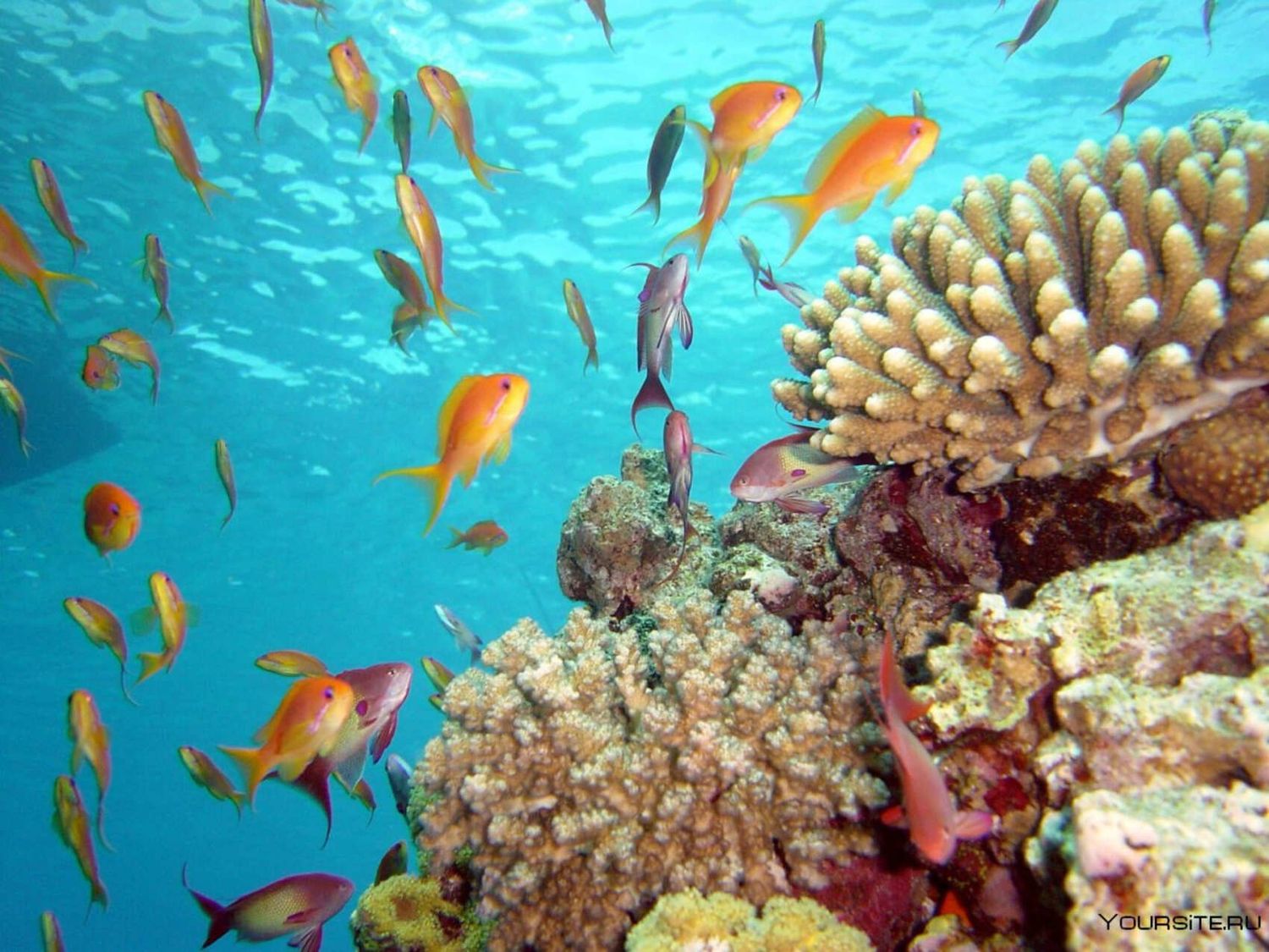 Индивидуальный тур в заповедник Рас-Мохаммед (с обедом из морепродукто (9/17)