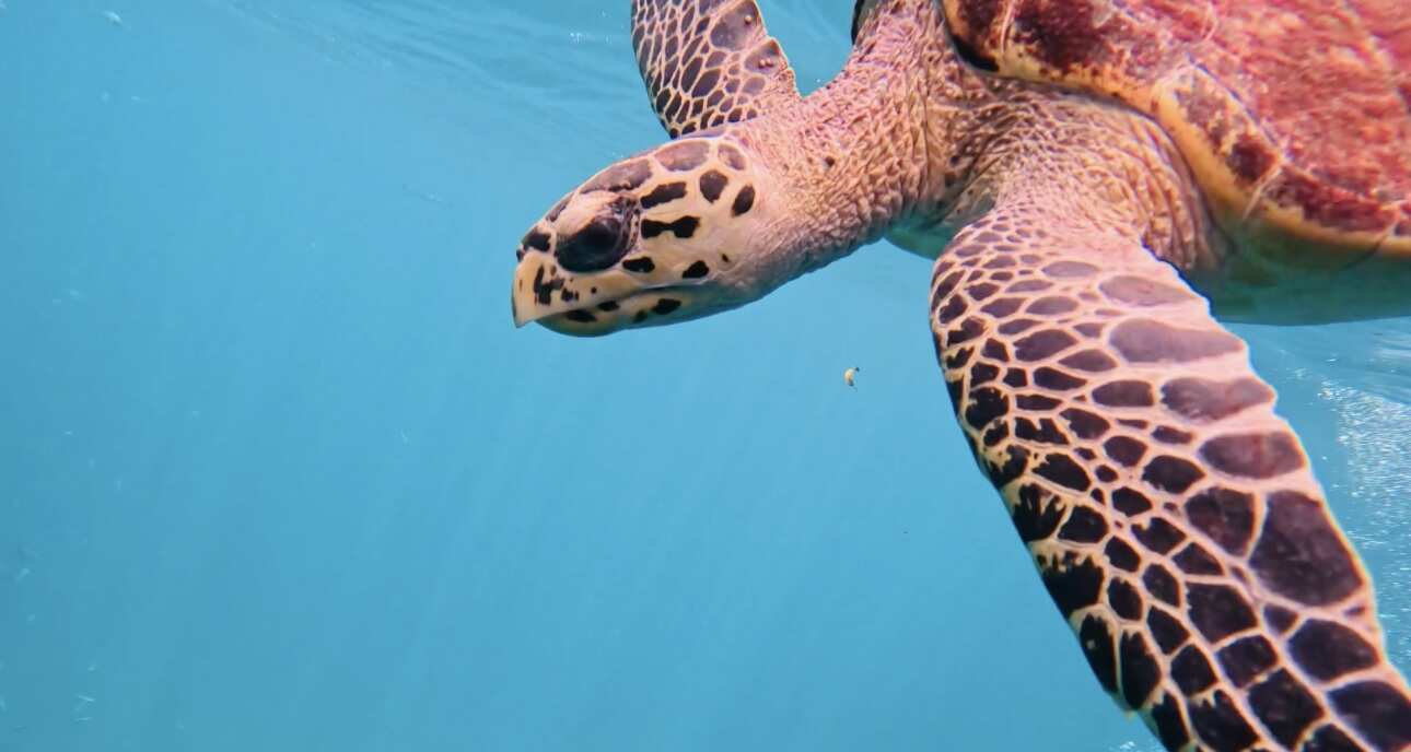 Путешествие на необитаемые острова архипелага Phi Phi. Сноркелинг с черепахами (27/41)