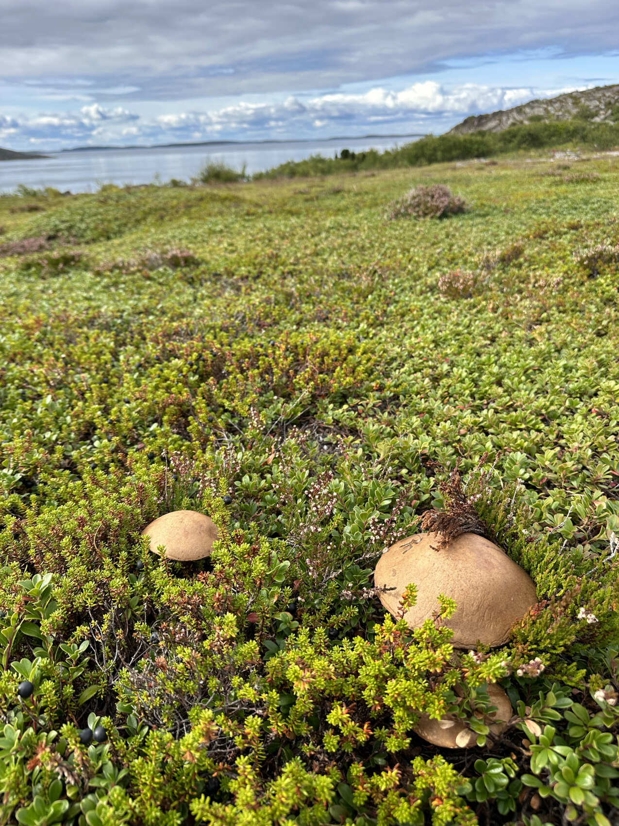 Тайны Белого моря. Архипелаг Кузова (16/39)