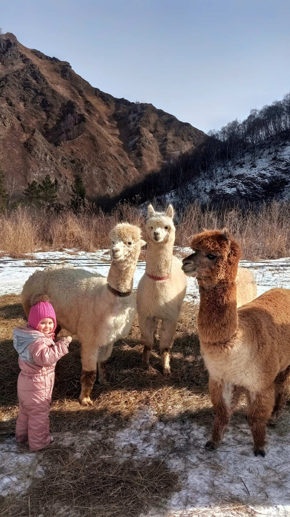 Индивидуальная поездка на ферму альпак — День с плюшевыми милашками (5/18)