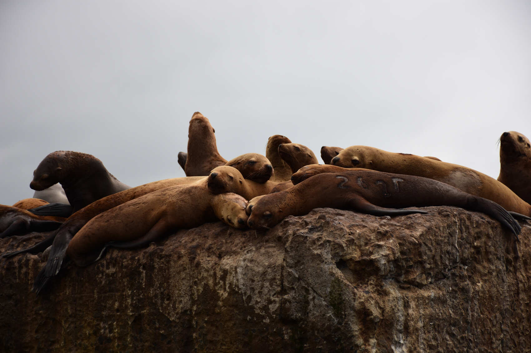 Сахалин! По следам японской цивилизации (4/44)