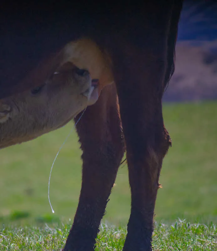 Северная Осетия и Кабардино-Балкария,Ингушетия Акция (26/85)