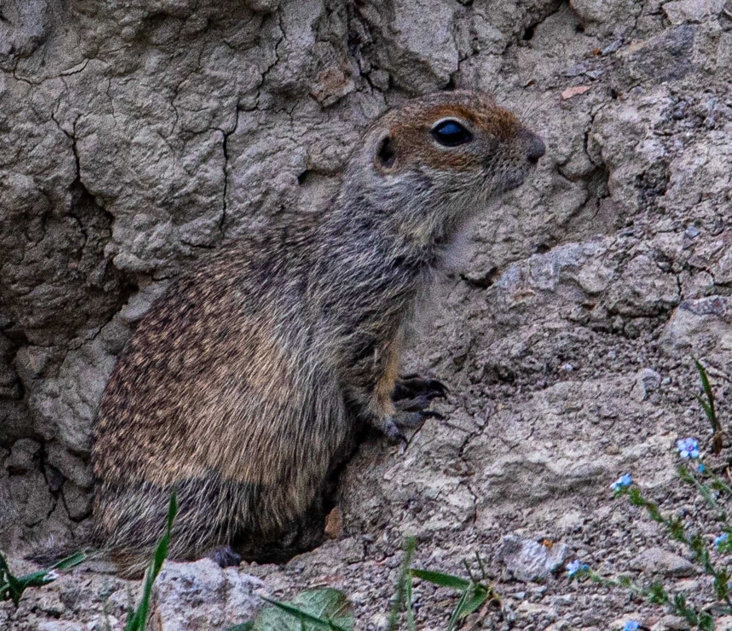 Северная Осетия и Кабардино-Балкария (16/91)