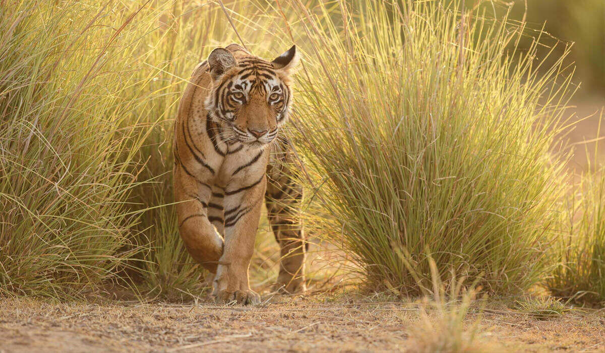 Тур по тропам таджа и тигров (5/10)