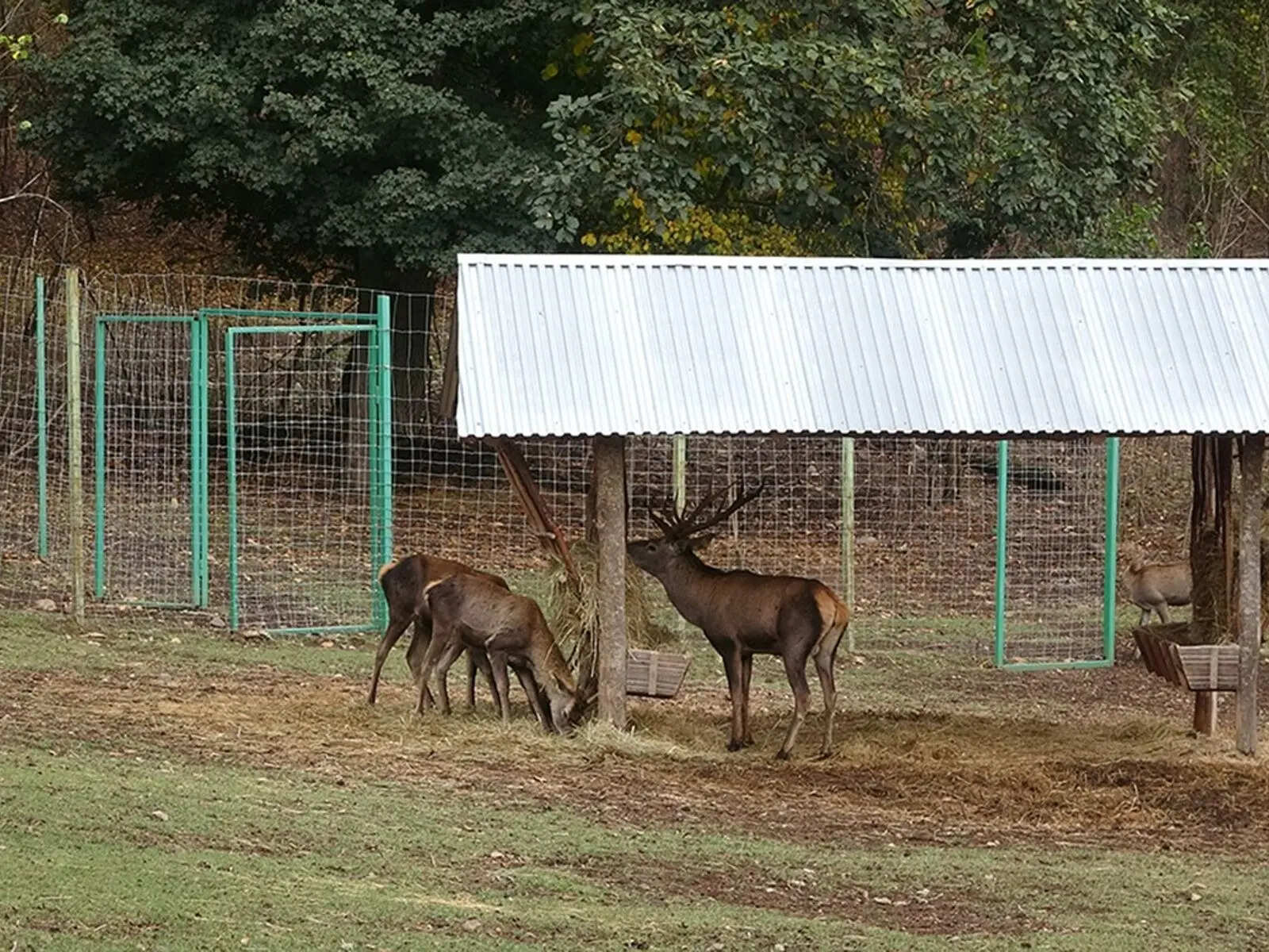 Пешая экскурсия по Дилижанскому национальному парку (4/20)