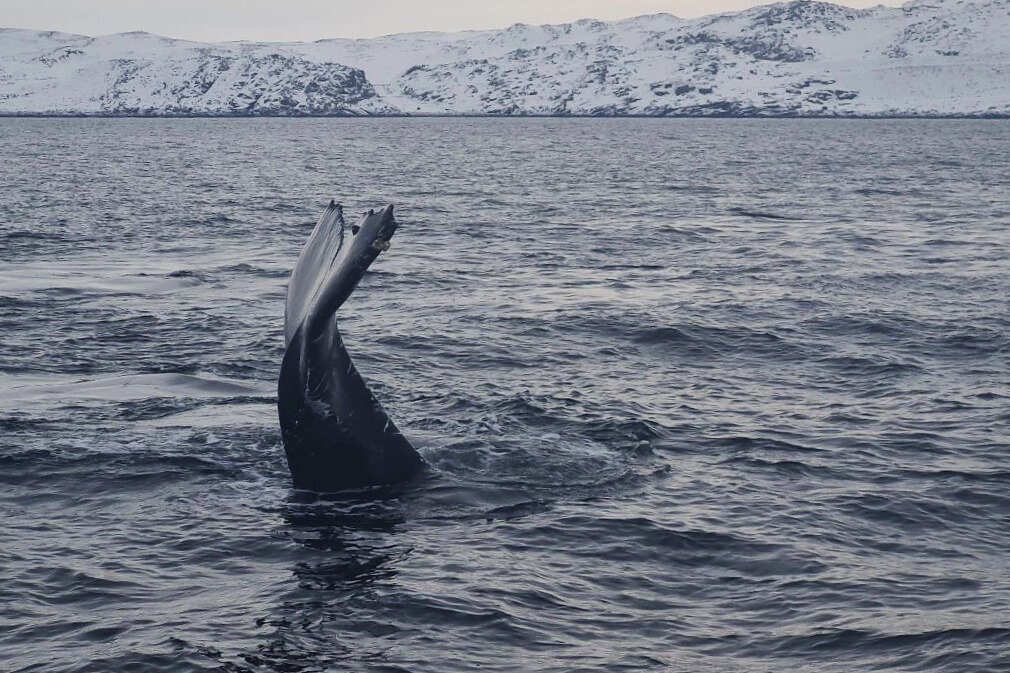 Эмоции Севера: фото, гастро, приключения!  (12/24)