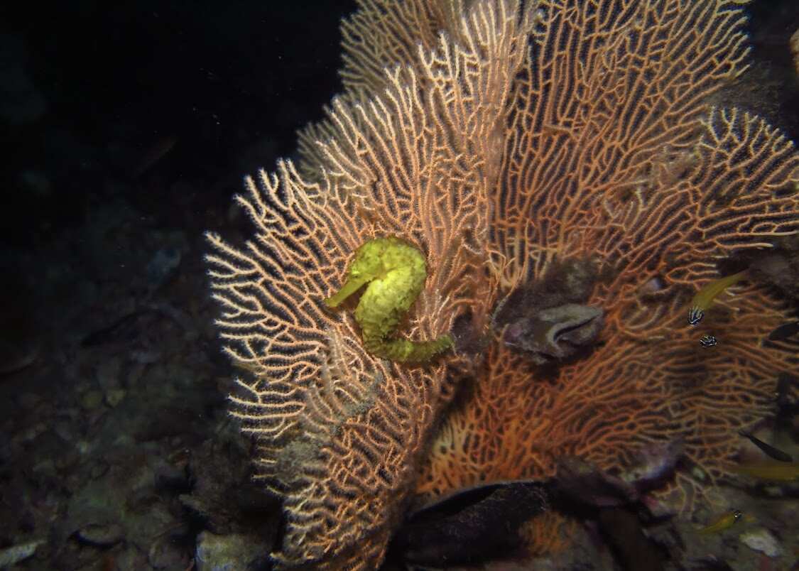 Дайвинг с индивидуальным инструктором. Для Новичков и профессионалов (13/50)