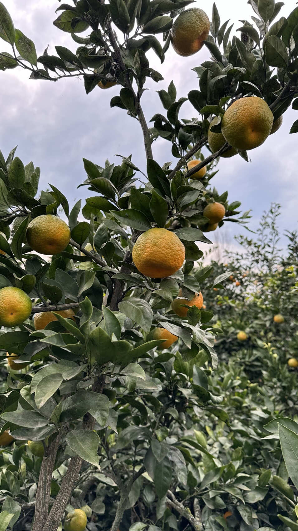 Увидеть весь Азербайджан за 8 дней (103/201)