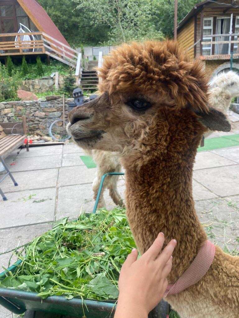 Индивидуальный джип тур Долина Нарзанов  + Ферма Альпак  (2/9)