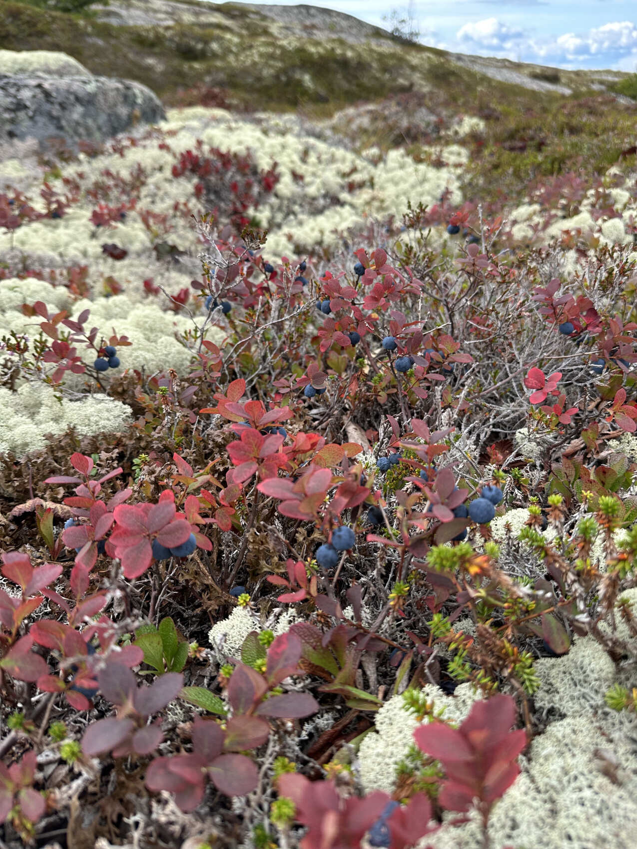 Тайны Белого моря. Архипелаг Кузова (15/39)