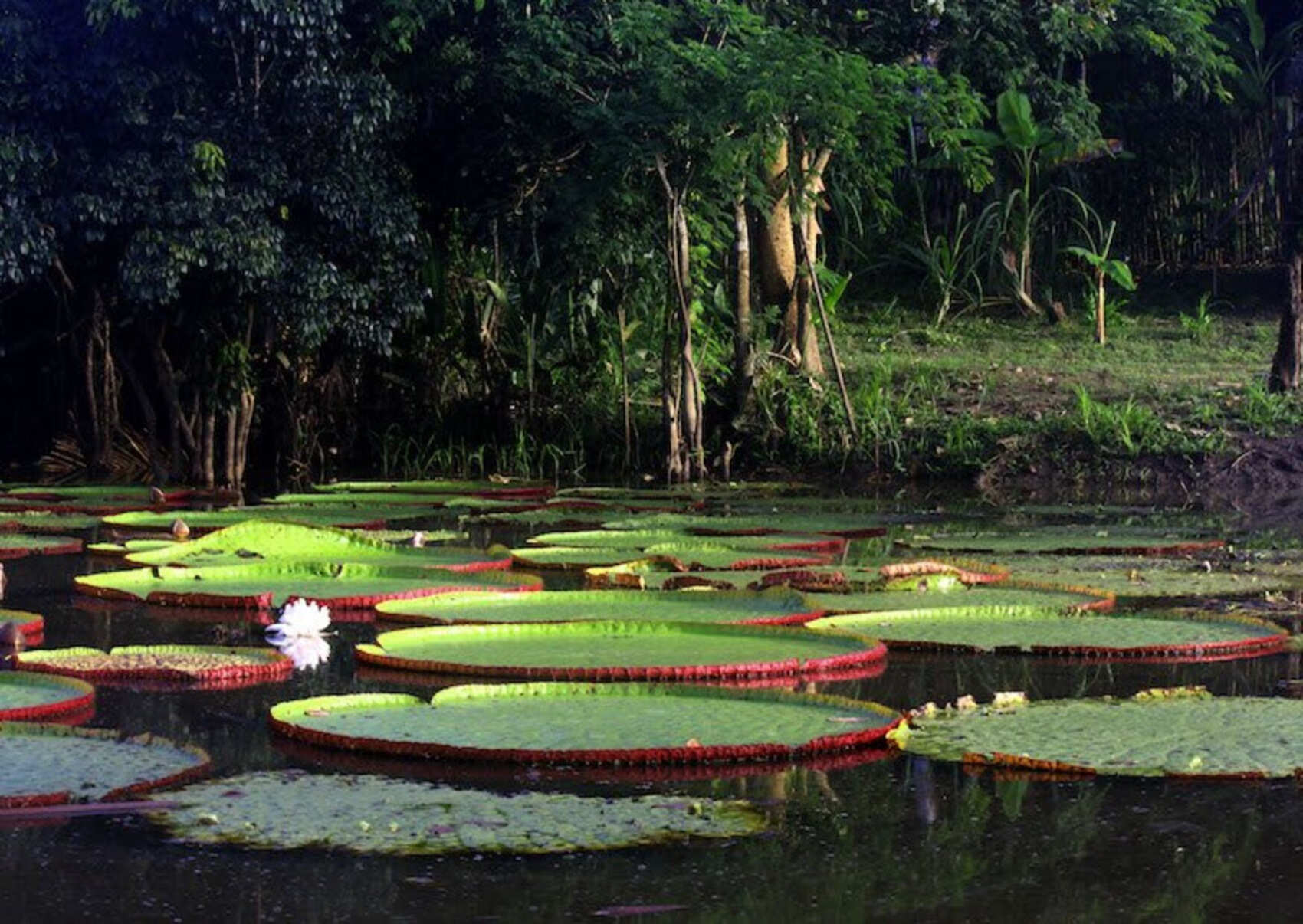9 дней от руин инков до тропического леса (2/8)