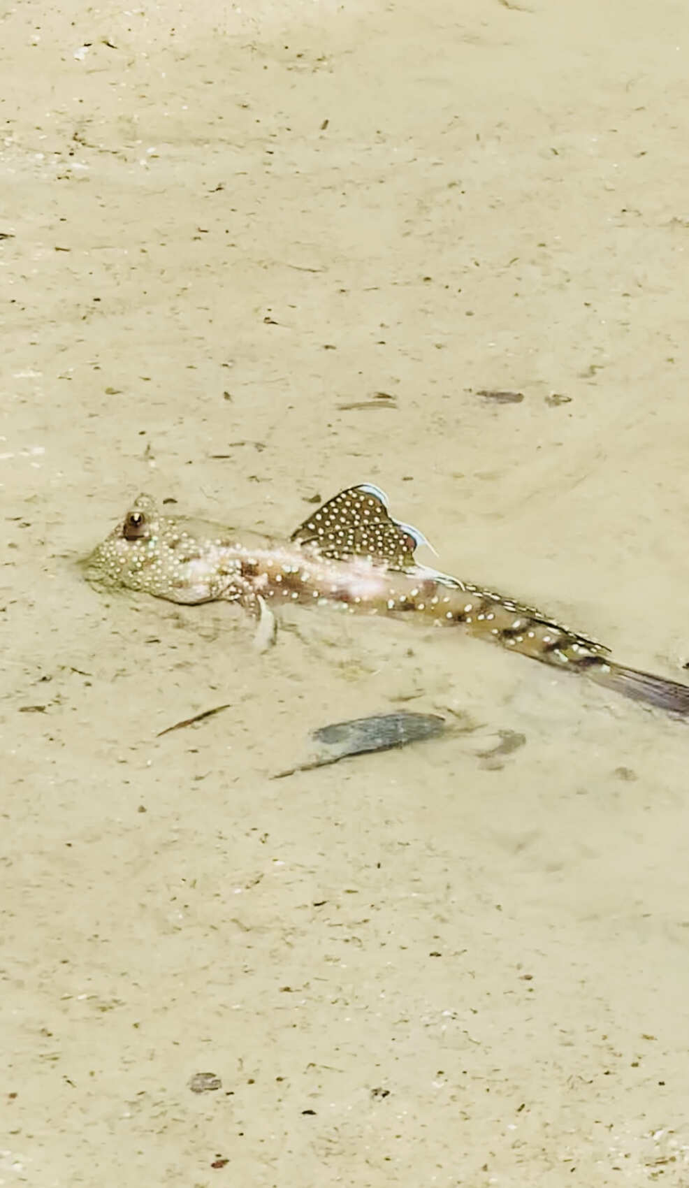 Долина зоолитов. Пещерная экзотика (2/47)