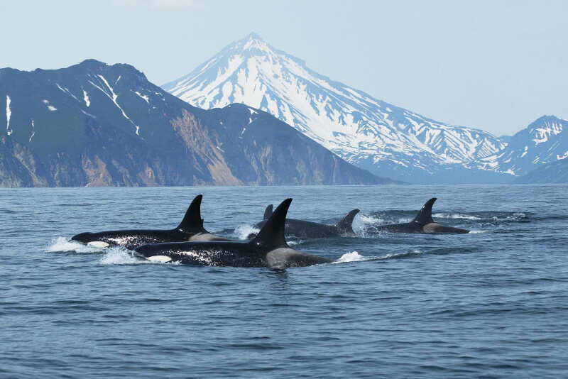 Камчатка с комфортом на «все включено» (9/146)